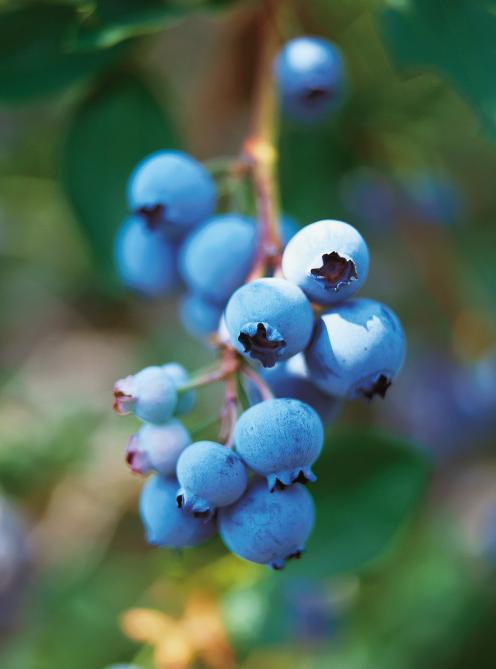 Pouding Aux Bleuets Ricardo