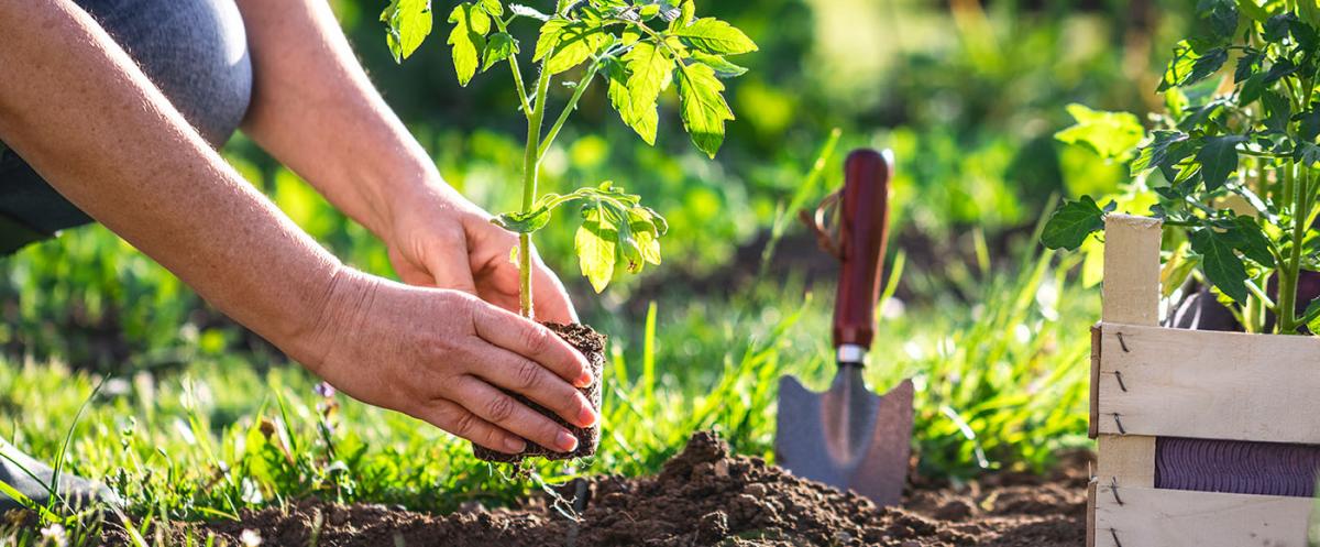 Passion Jardins  Comment choisir les bons contenants pour vos plantes