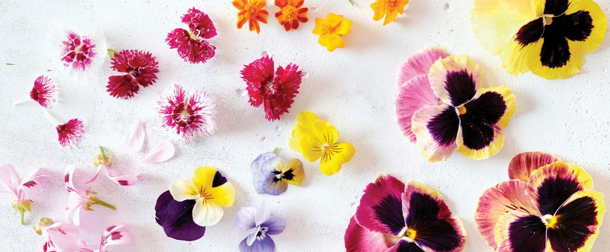 7 astuces pour cultiver des fleurs comestibles | RICARDO