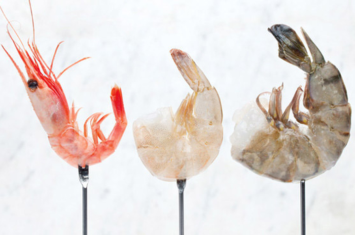Everything You Need To Know About Shrimping