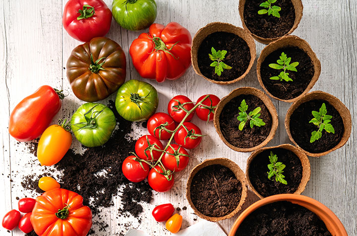 Comment réussir ses semis de tomates
