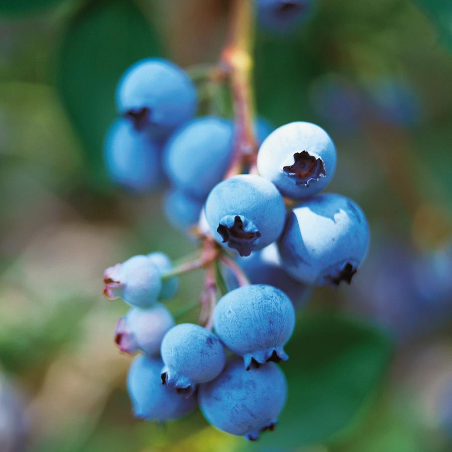 Pouding aux bleuets-image