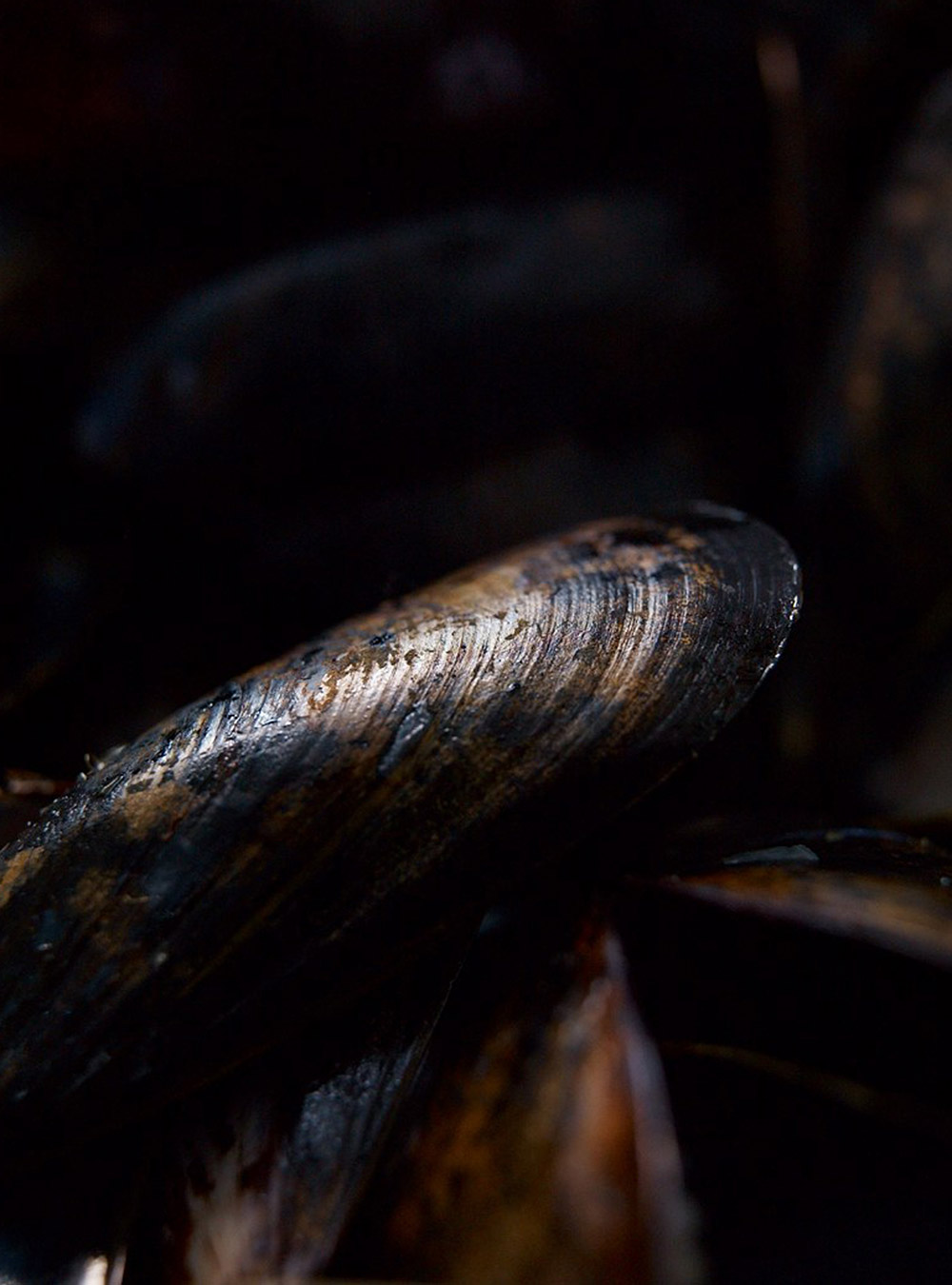 Thai Mussels
