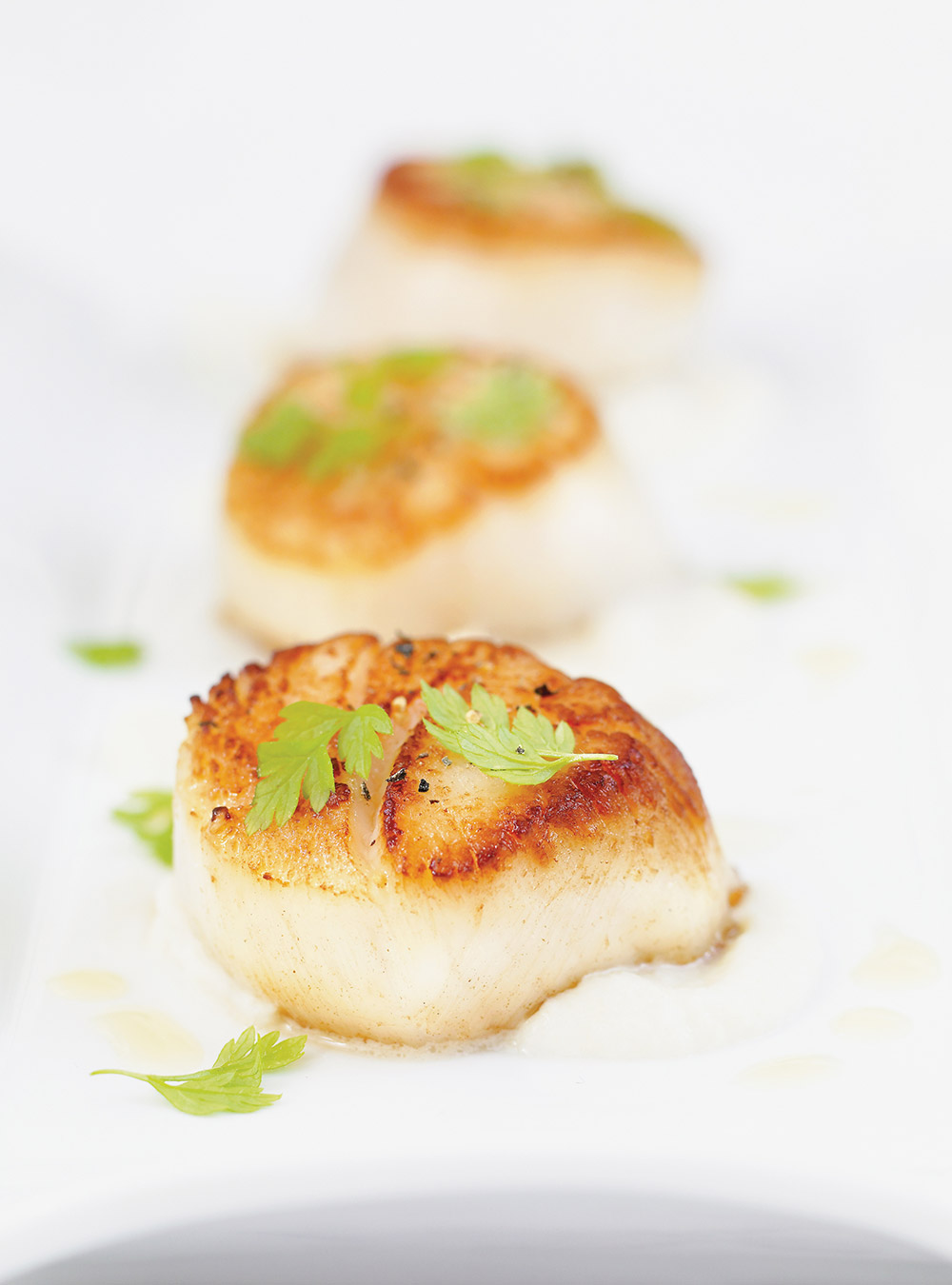Seared Scallops on Celery Root Purée