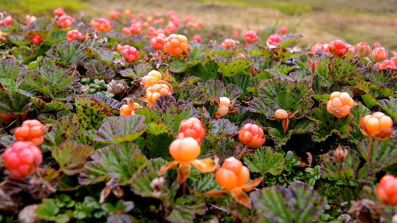 Les petits fruits