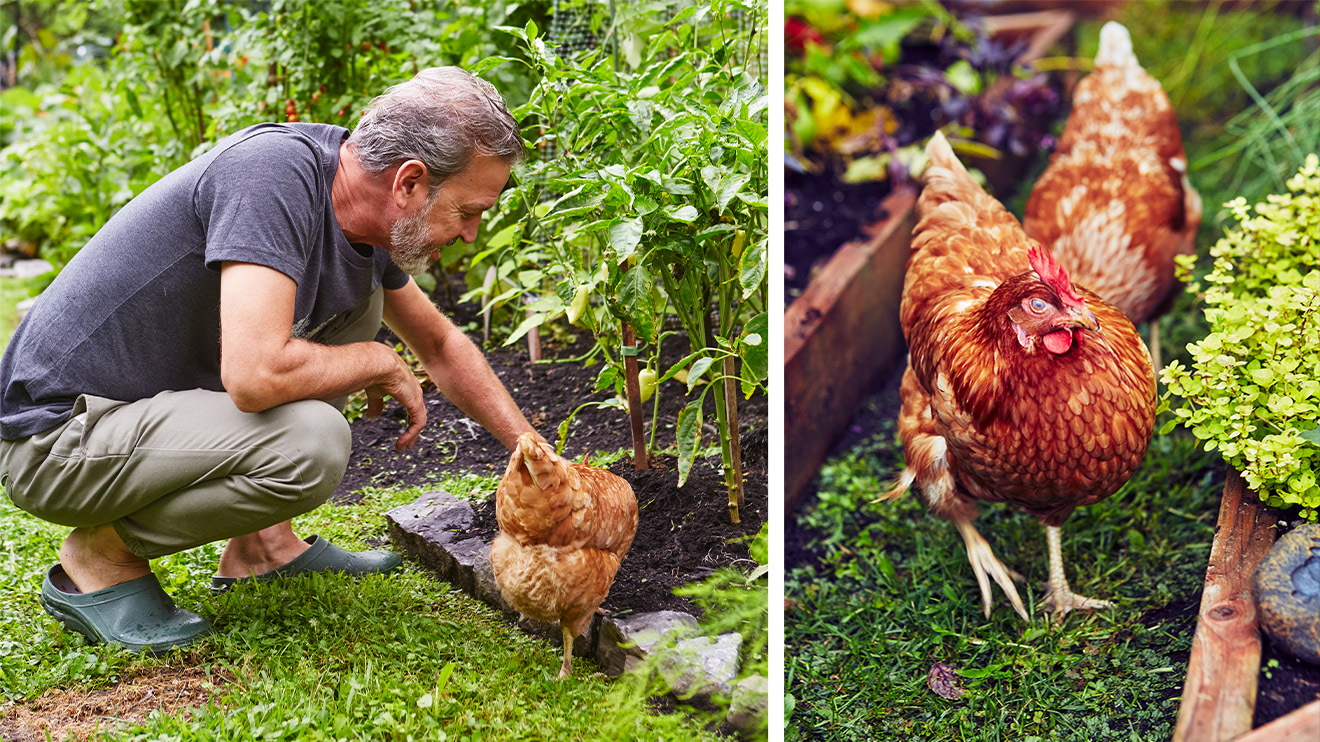 Bien nourrir avec des grains et de l'eau - Poules en Ville