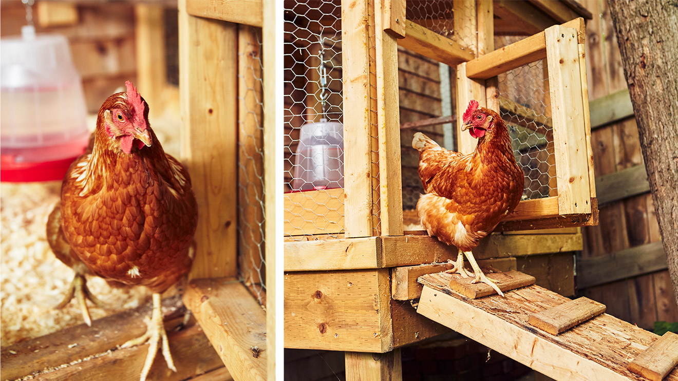 Faut-il laver ses oeufs de ses poules ?