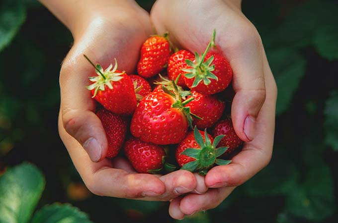 Comment profiter des fraises et framboises d’ici cet été