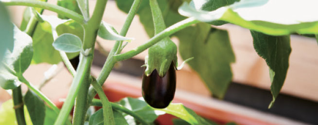 Aubergine